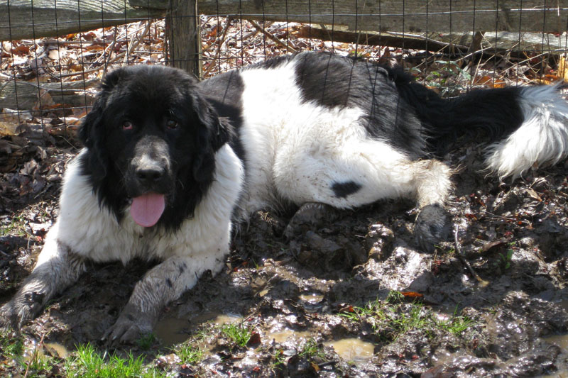 Simple Solutions To Reduce Dog Mud In Your Yard - My Brown Newfies